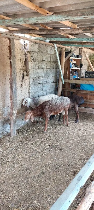 3 qochqor sotiladi 60 70 kg 2