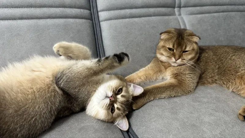Вязка Кот Скотиш Страйт Золотая шиншила — фото 6