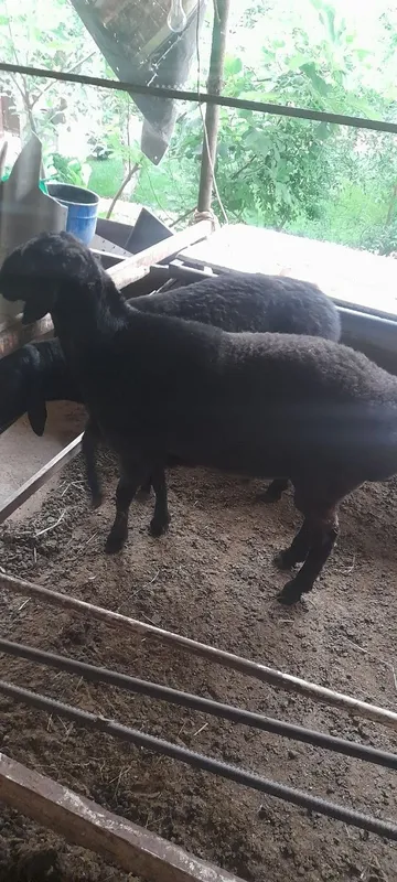 Qochqorlar toza yem bilan boqilgan