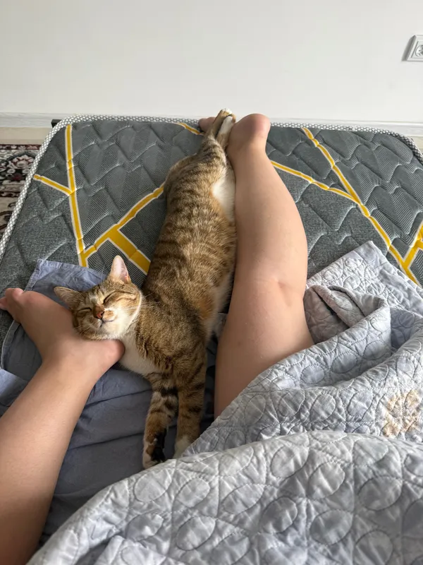 Кошка в хорошие руки 4