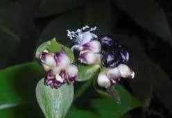 Sotiladi. Kampeliya zanoniya (Campelia zanonia) 3 Sotiladi. Kampeliya zanoniya (Campelia zanonia) 3