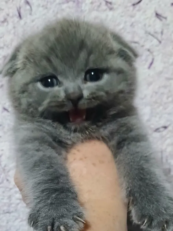 Фолды и британцы котята — фото 1