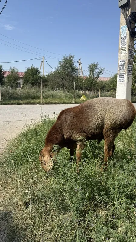Ақиқа,сўйишга ва боқишга тайёр қўй сотилади — фото 1