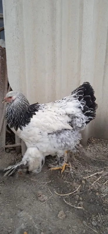 Xoroz va tovuq brama ulgurib qoling — фото 2