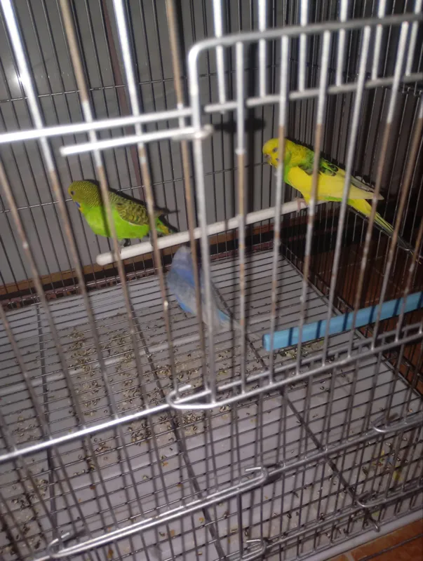 papugay 3