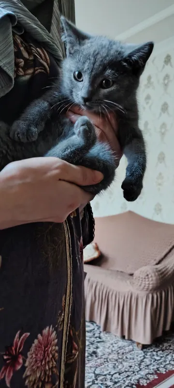 Mushuk bolasi British shorthair zotdor