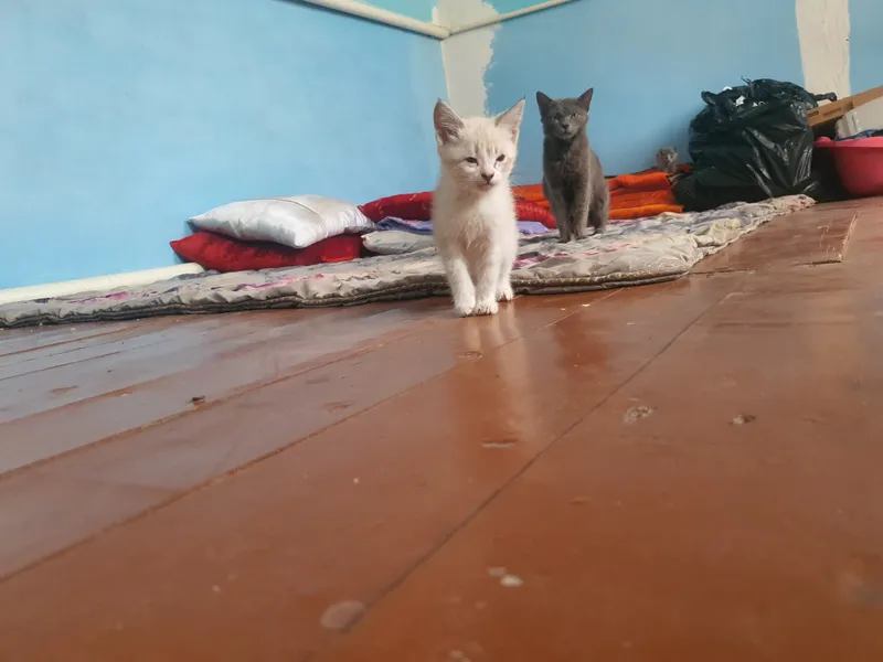скоттиш страйт 1 ярим ойлик 2та киз 1та огил — фото 3 скоттиш страйт 1 ярим ойлик 2та киз 1та огил — фото 3