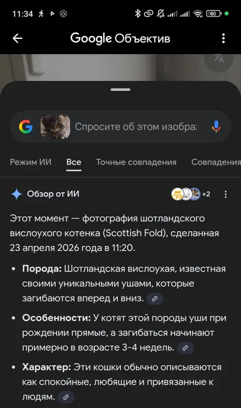 Продаётся котенок. Мушукча сотилади — фото 5
