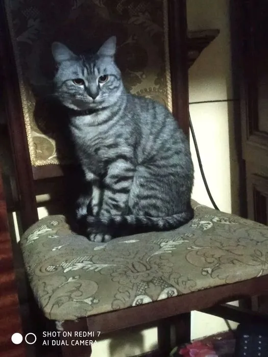 Mushuk sotiladi yozila