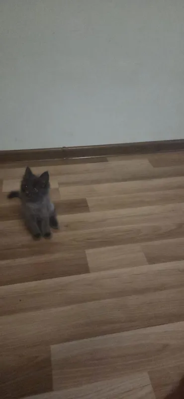 Очаровательные котята — домашние, ласковые и очень игривые. — фото 6