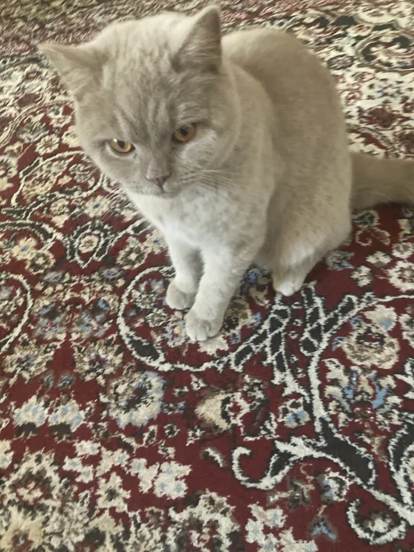 Продаётся кошка 4