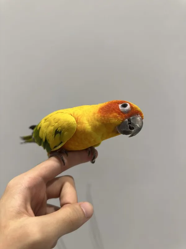 Sun conure солнечная аратинга 3 Sun conure солнечная аратинга 3
