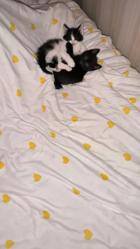 животные, котята