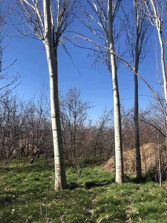 Terak sotiladi ustida gaplashamiz — фото 1