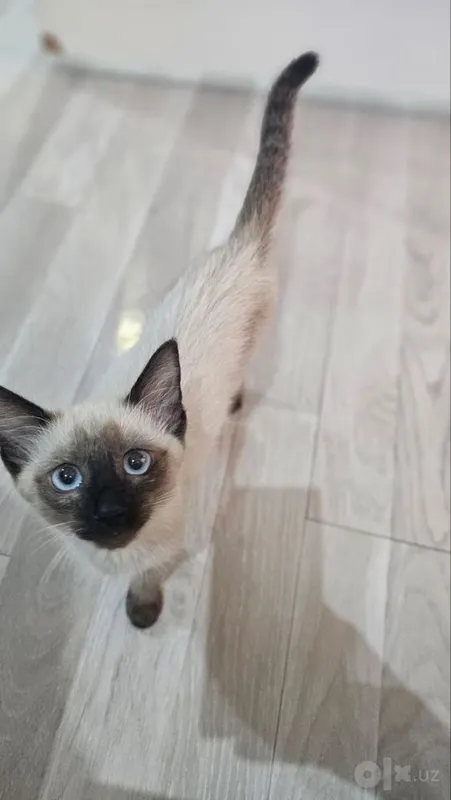 Сиамский котёнок 2,5 месяца 2 Сиамский котёнок 2,5 месяца 2