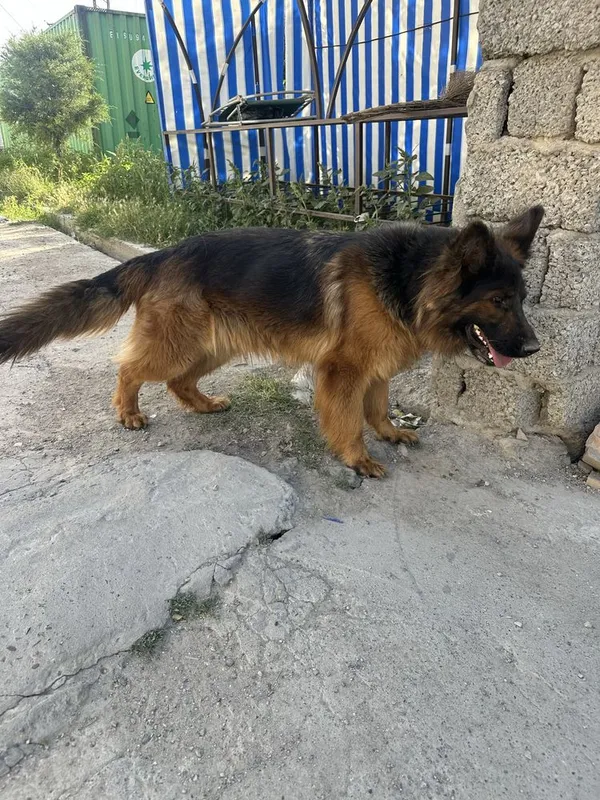 Kuchuk Nemetskiy ovchalka 3 Kuchuk Nemetskiy ovchalka 3