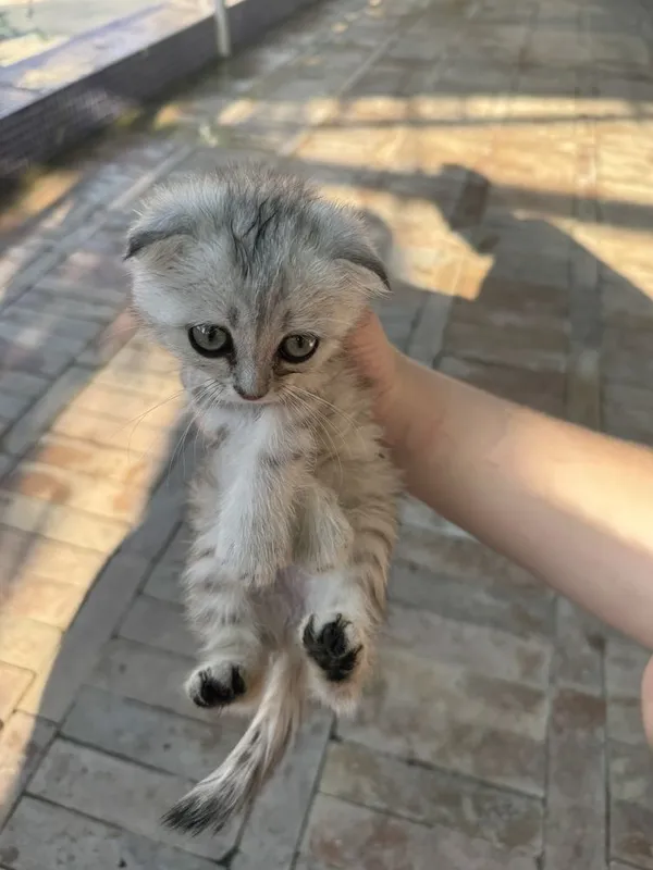 Котята. — фото 5