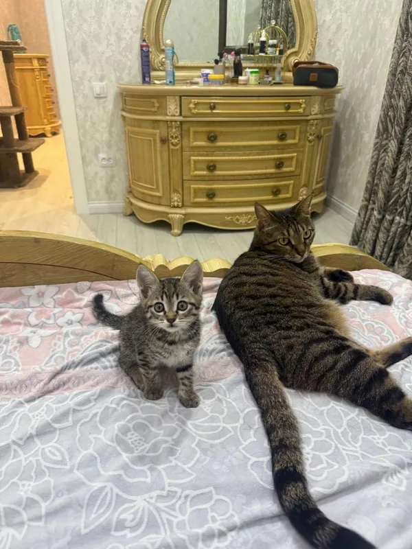 Отдам в добрые руки котята — фото 2