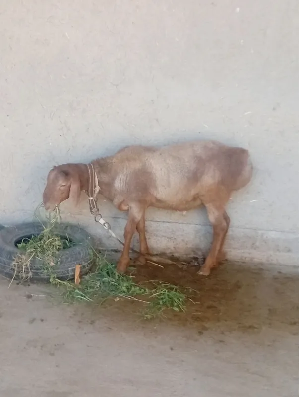 Quchqor sotiladi 2 Quchqor sotiladi 2