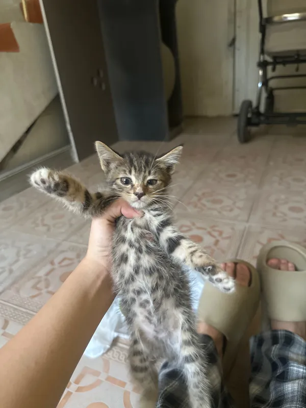 Кошка родила в подъезде, отдам даром котят 3 Кошка родила в подъезде, отдам даром котят 3