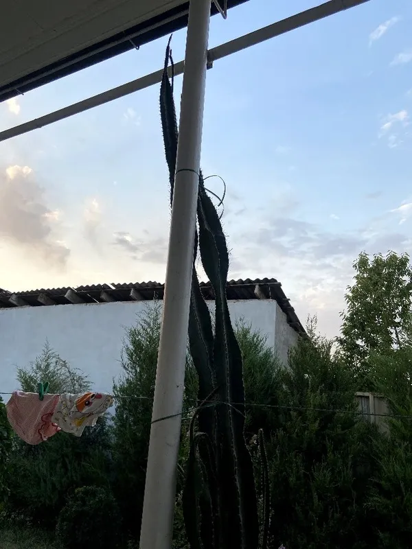 Kaktus 7 yilgi boʻyi 2.40 atrofi solingan joyi yoq — фото 3