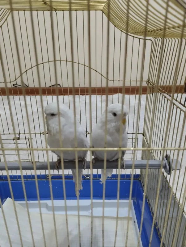 Попугаи Андука самец