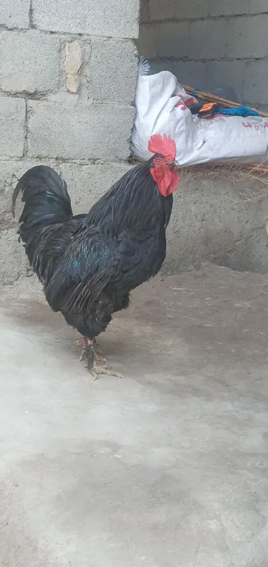 Jersey gibriti