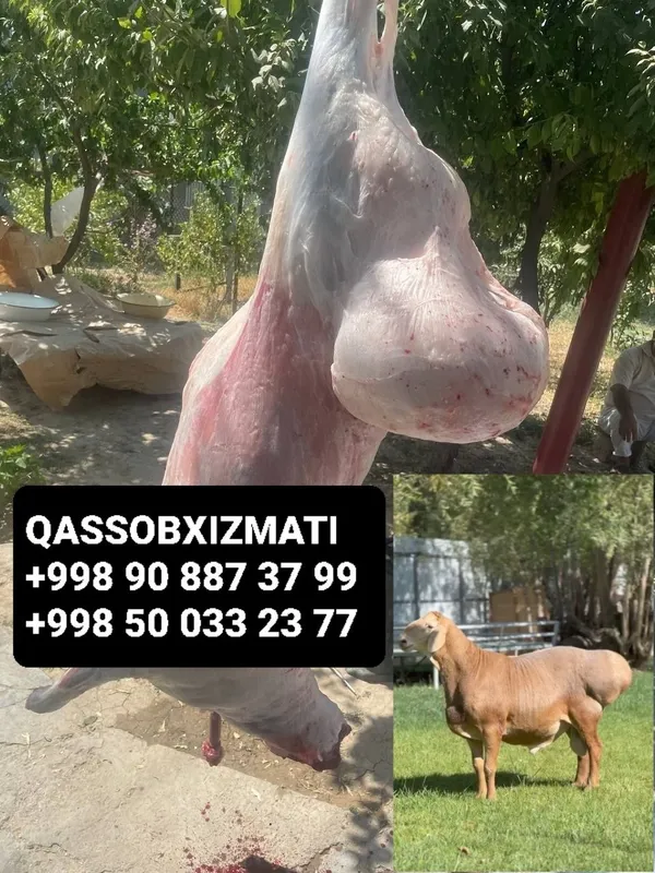 Qassob xizmati 24 soat
