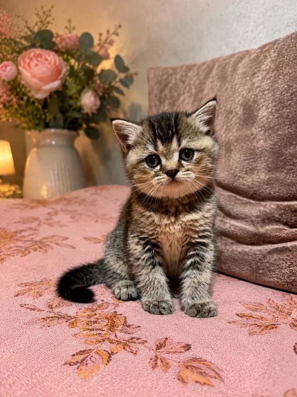 Котята Золотой шиншилы — фото 1