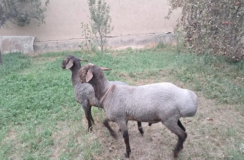 Qo'chqorlar sotiladi 3 Qo'chqorlar sotiladi 3