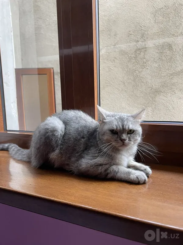 Британская короткошёрстная кошка 1 Британская короткошёрстная кошка 1