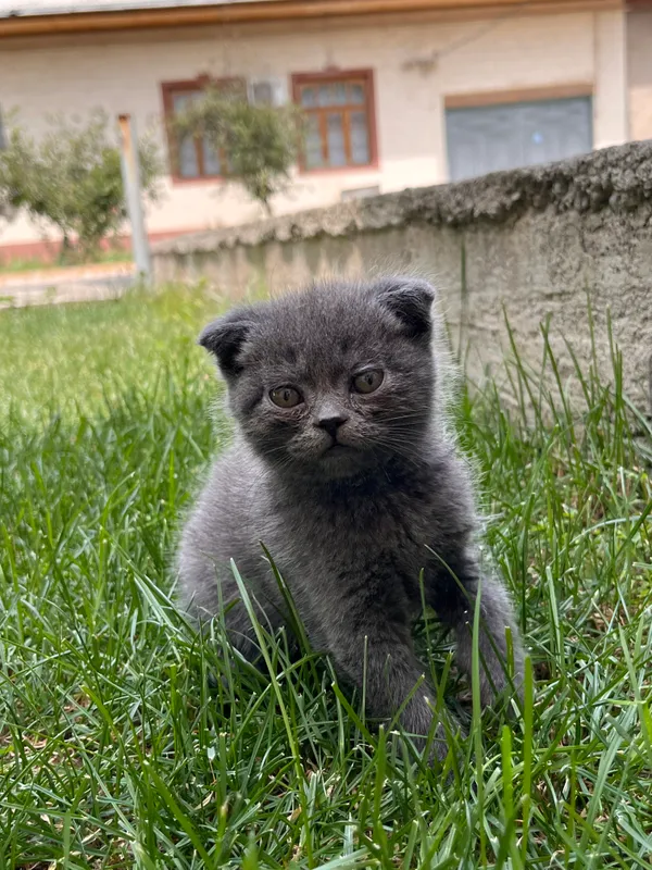 Шотландский котенок(девочка) — фото 3