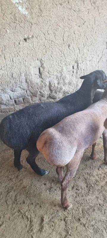 Qochqorlar sotiladi 1 Qochqorlar sotiladi 1
