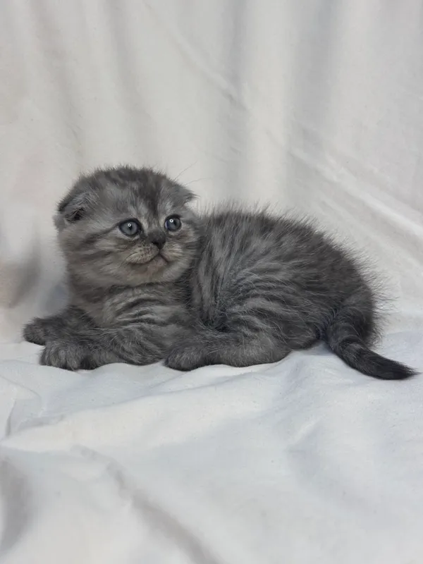 Продается котенок ! — фото 1
