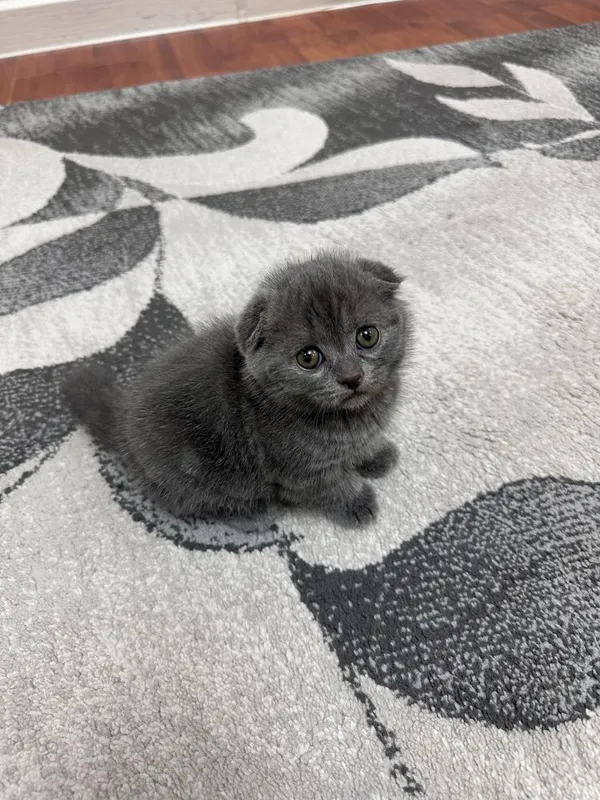 Шотландские котята Скоттиш Фолд и Скоттиш Страйт