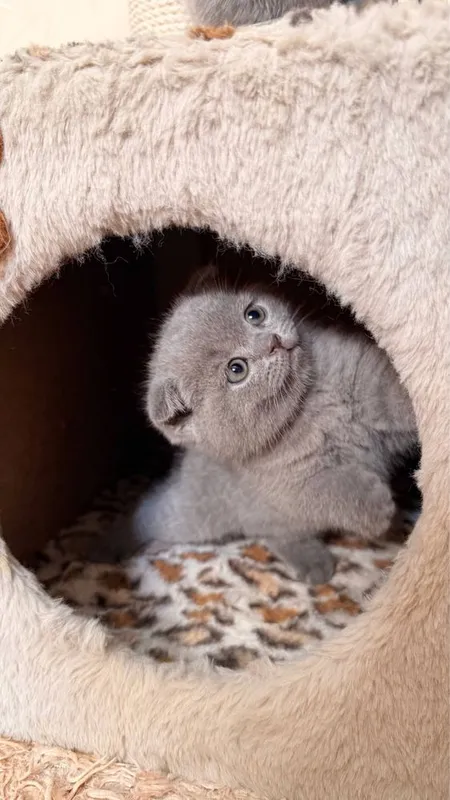 Продаются котята , , от правильной вязки, мушукчалар сотилади, — фото 1