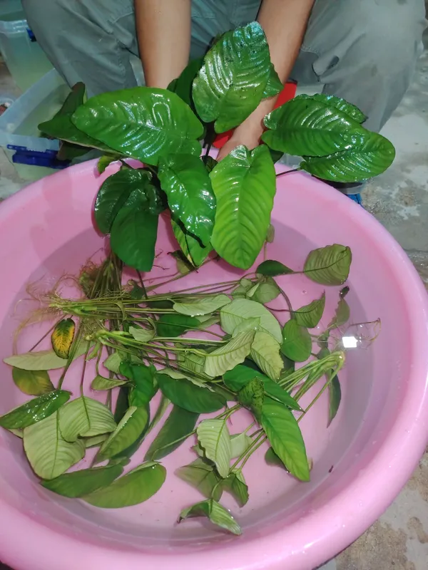 Anubias 1