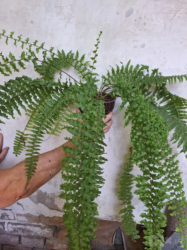 Папоротник Доссада Папоротник Доссада