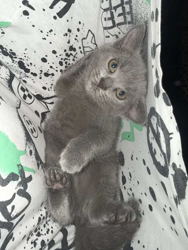 Продаются котята