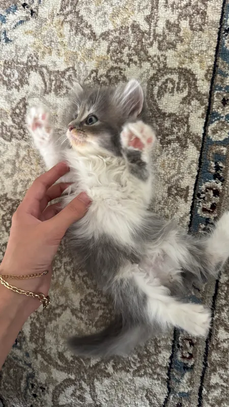 Котята продаются 1