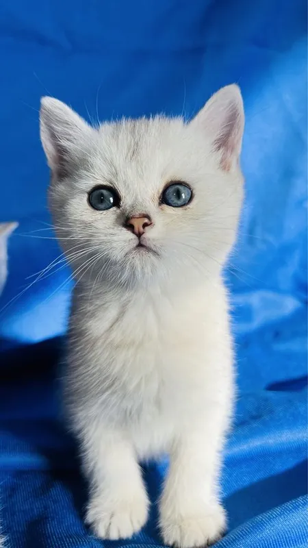 Британские короткошерстные серебристые шиншиллы