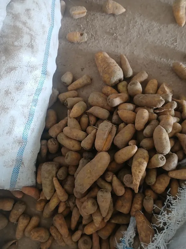 Molga sabzi bor chirimagan holati yaxshi