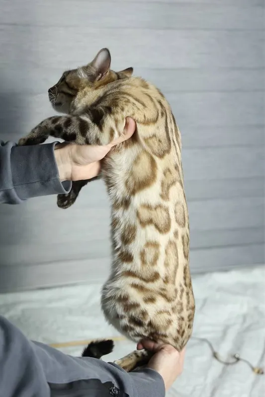Клубная бенгальская кошка! 3 Клубная бенгальская кошка! 3