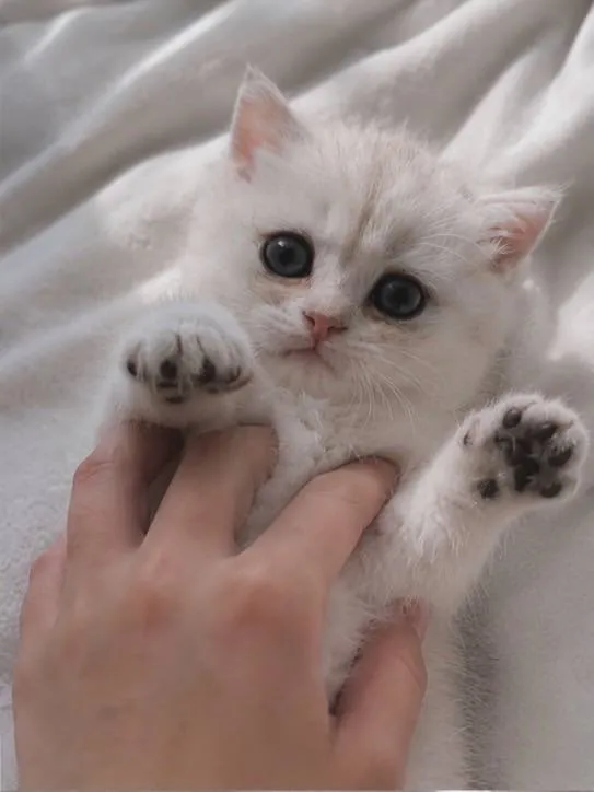 Scottish fold 2 Scottish fold 2