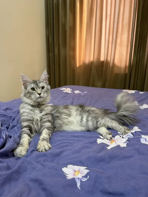 Кошка Мейн-кун продам 3