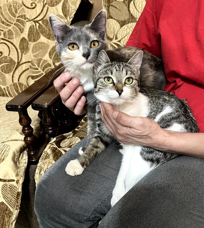 Пристраивпются котята ,одна из них стерилизована Пристраивпются котята ,одна из них стерилизована