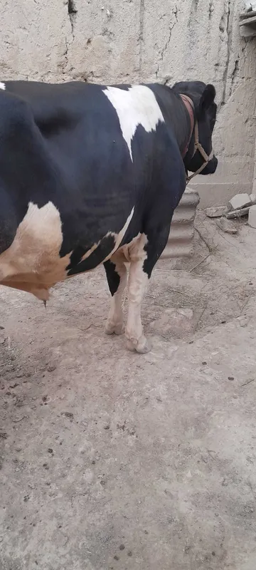 Buqa toza uyda boqilgan