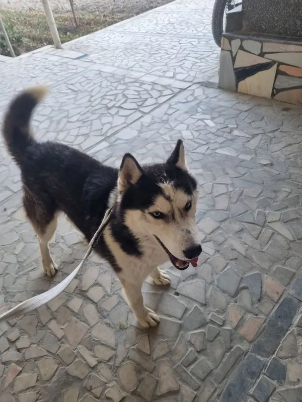 Zoti xaski erkak
