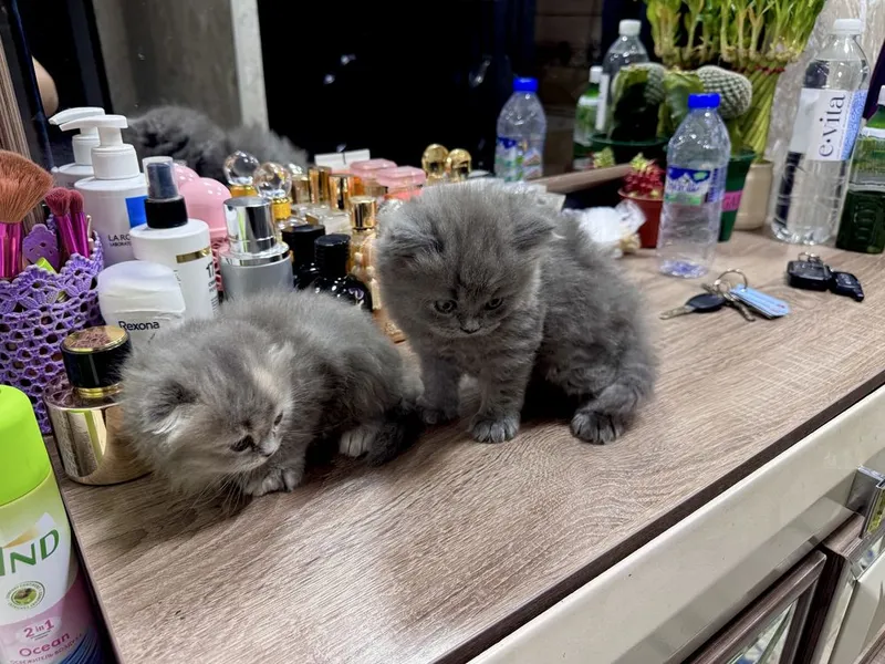 Скотиш фолд манчикин кошка 1