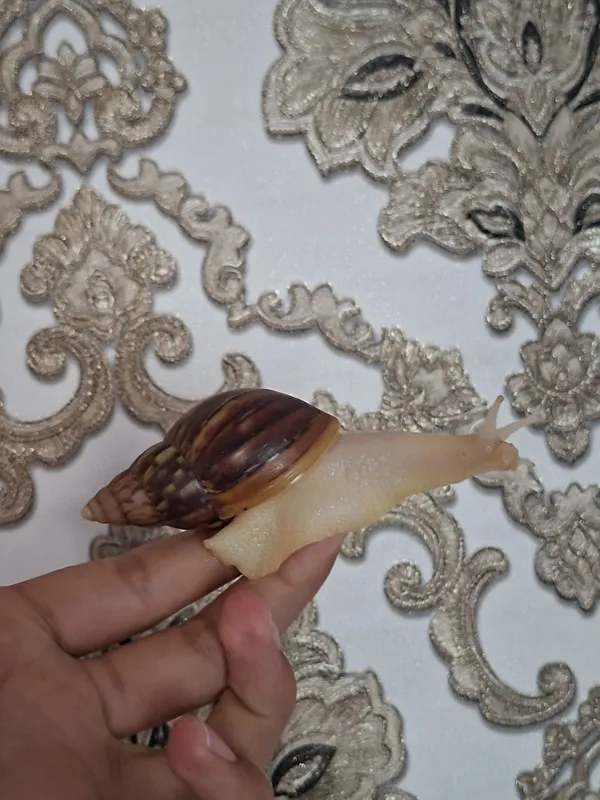 Ulitka fulika reticulatalar gigant zotlari — фото 1